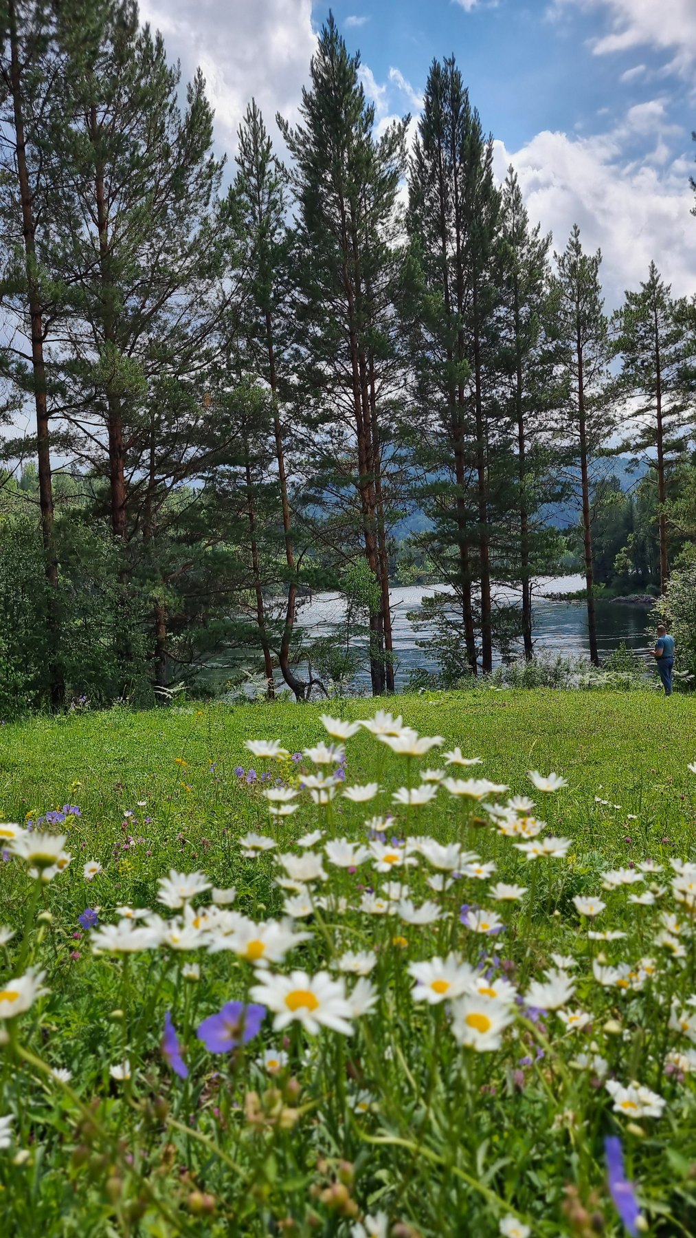 Луговые цветы и сосны у реки